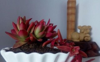 红叶祭多肉分盆容易成活的技巧（从选择盆土到浇水施肥，这些关键步骤不能忽视）