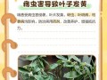 瑞香叶子为何会蔫萎（了解瑞香叶子蔫萎的原因及预防措施）