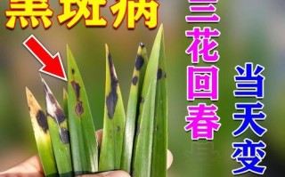 建兰的正确浇水方法（一次浇多少水最合适？）
