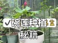 以碗莲分盆的技巧与方法（以碗莲分盆，掌握这些要点轻松搞定繁衍绿植）