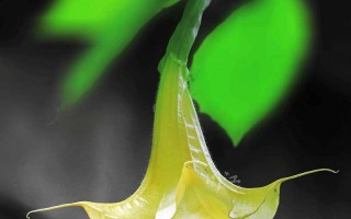 曼陀罗花的丰富多彩——曼陀罗花的颜色（探究曼陀罗花丰富多彩的颜色，从而认识它们的种类和特点）
