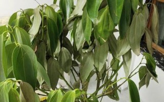 菊花浇啤酒水正确方法（如何正确浇灌啤酒水使菊花更美丽？——一篇菊花爱好者的分享）