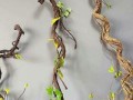 探秘树藤——一种神奇的攀援植物（了解树藤的分类、特点及生态习性）