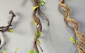 探秘树藤——一种神奇的攀援植物（了解树藤的分类、特点及生态习性）