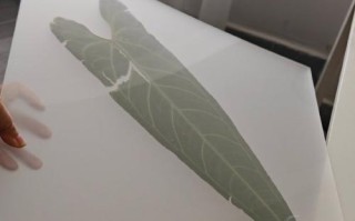 巴西鸢尾修剪指南（时间、方法与注意事项）