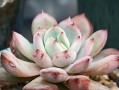 揭秘虹之玉锦叶的养殖技巧（一颗叶子，千种美丽——打造家中绿意盎然的秘籍）
