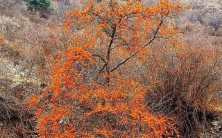 探秘沙棘的生长环境及生长地方条件（从土壤、气候到生态系统，沙棘在哪里最茂盛？）