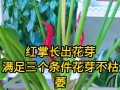 红掌花为何会变黑（原因分析与解决方法）