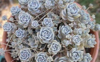 以子持莲华的授粉方式——传粉策略的多样性（以子持莲华的授粉方式及其对植物繁殖的影响）