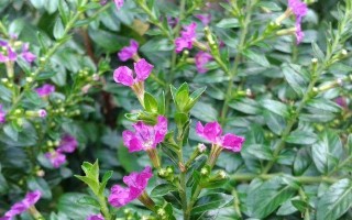 雪茄花养护指南（打造美丽庭院的秘密武器）
