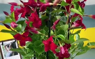 以万里飘香疼的养护之道（关爱万里飘香疼，让它绽放更美的芬芳）