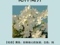 夹竹桃的最佳扦插月份（选择正确的季节和方法，让夹竹桃繁衍更易成功）