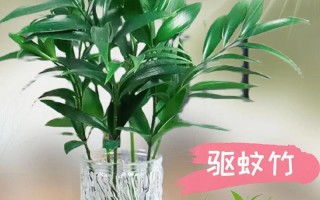 水生竹子的养护知识（室内养护是否有毒？如何养护？如何美化室内空间？）