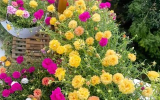 如何选择适合太阳花种植的月份（月份选择的关键因素和注意事项）