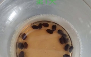 碗莲水培发根不长的原因及解决方法（水培碗莲发根困扰解析，不再愁碗莲根不长）