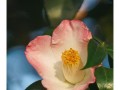 孤傲之花花语（以孤傲为主题的花语解读与赏析）