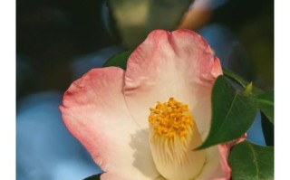 孤傲之花花语（以孤傲为主题的花语解读与赏析）
