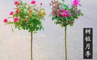 蔷薇花能否在室内种植？蔷薇花在室内的种植及护理要点