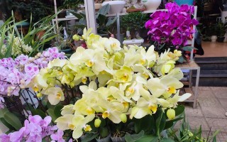 兰花开花时间与开花次数的探究（一年之中兰花开几次花？什么时候能看到它的美？）