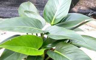 如何正确更换金钻盆栽？（金钻换盆须知及步骤详解）
