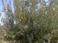 八棱海棠树几年结果实的探究（以花果期为主要标志进行研究）