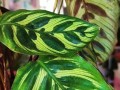 以圆叶竹芋的繁殖技巧（从根茎分割到叶片扦插，轻松掌握关键步骤）