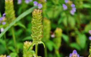 认识救命草（揭秘救命草的特点、功效和应用）