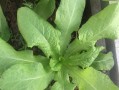 应对菜花儿过多，巧妙保存不浪费（菜花儿的储存技巧及美食创意应用）