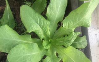 应对菜花儿过多，巧妙保存不浪费（菜花儿的储存技巧及美食创意应用）
