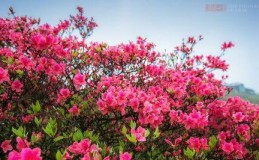 野生杜鹃——珍贵的保护植物(探秘野生杜鹃的生态环境及保护措施) 野生杜鹃——珍贵的保护植物(探秘野生杜鹃的生态环境及保护措施)