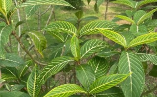 柳树，你真的是一棵草吗？（探究柳树的植物学分类与生长习性）