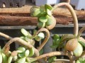 多肉冻伤的护理与治疗（如何有效缓解和预防多肉植物冻伤）