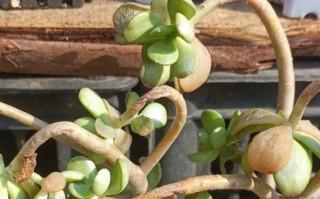 多肉冻伤的护理与治疗（如何有效缓解和预防多肉植物冻伤）