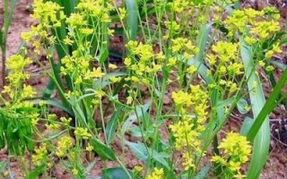 板蓝根的根部形态特征（从根长、形态、质地分析板蓝根的根部特征）