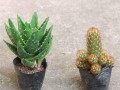 以金手指怎么养护，让你的植物健康茁壮（掌握养护技巧，打造绿意盎然的家居园林）
