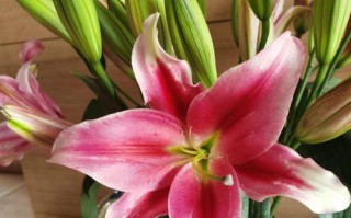 百合花的香味探秘（原来百合花不仅美丽，还有淡雅香味！）