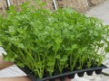如何种植芹菜种子（从播种到收获的全程指南）