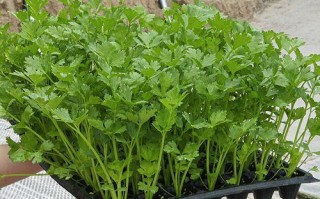 如何种植芹菜种子（从播种到收获的全程指南）