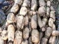 莲藕亩产量多少斤（探究莲藕产量的关键因素与提高方法）