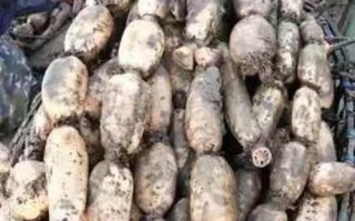 莲藕亩产量多少斤（探究莲藕产量的关键因素与提高方法）