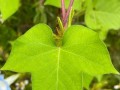牵牛花的植物类型与特点（揭秘牵牛花的生态环境、形态结构、生长习性、花期特点及应用价值）