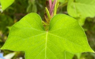 牵牛花的植物类型与特点（揭秘牵牛花的生态环境、形态结构、生长习性、花期特点及应用价值）