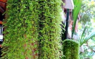 吊兰是草本植物吗？——揭秘吊兰的真实身份（探究吊兰的特征和生长习性，深入了解它的分类归属）
