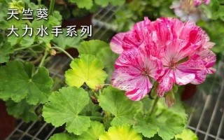 打造美丽花园的秘诀——天竺葵地平线系列种植指南（让你的花园焕发鲜艳色彩，轻松栽培天竺葵地平线系列）
