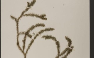 石松到底是不是裸子植物？（探究石松的分类学地位与特征）