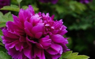 牡丹花的花语与寓意（探寻牡丹花的文化内涵）