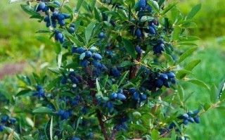 蓝花楹果实的营养与功效（发现自然的美味佳肴——蓝花楹果实）