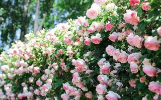 蔷薇花花谢后的养护方法（花谢后该如何处理？15个方法助你让蔷薇重放芳华）