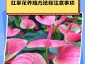 红掌花之红色的褪去（揭秘红掌花为何不再红艳如初）