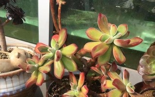 黄杨喜阴还是喜阳？——解读黄杨喜光照条件的探究（喜阴还是喜阳？分析黄杨生长条件的——光照）